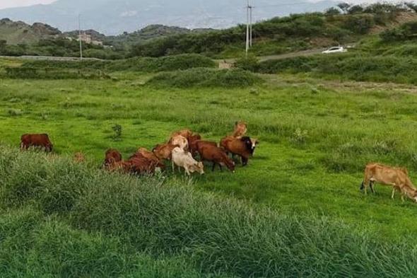 عبر
    منصة
    «نما»..
    «البيئة»
    تعيد
    إطلاق
    خدمة
    عودة
    إبل
    ومواشي
    الرعي
    المملوكة
    لغير
    السعوديين