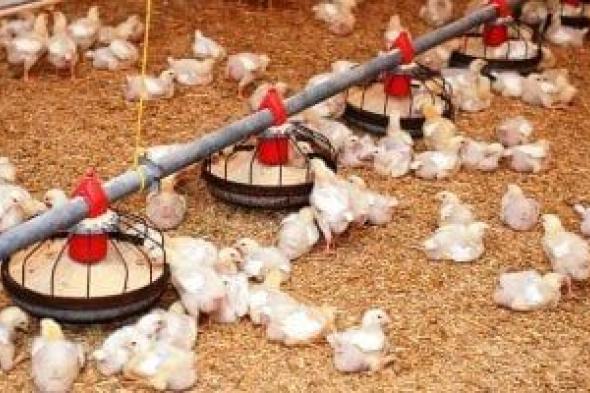 وزارة
الزراعة
تطرح
الدجاجة
بـ110
جنيهات
بمعرضها
فى
المتحف
الزراعى