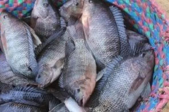 وزارة
الزراعة
تطرح
السمك
البلطى
بـ60
جنيها
فى
معرض
المتحف
الزراعى
بالدقى