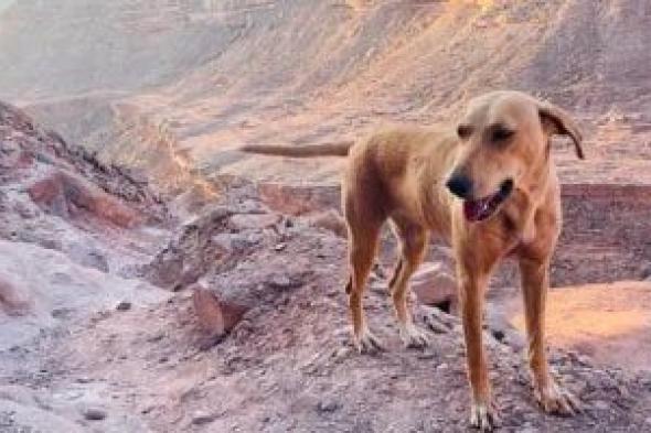 كلب
ضال
يصيب
6
أطفال
عقرا
في
أطفيح
بالجيزة