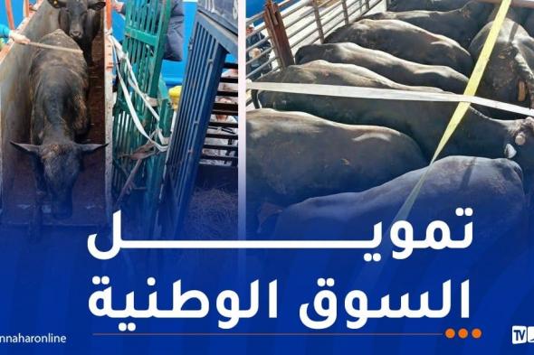 ميناء
بجاية
يستقبل
2024
رأس
من
العجول
قادمة
من
البرازيل