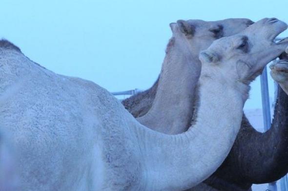 «الكوديكس» تعتمد مشروع الإمارات لإعداد أول مواصفة دولية لحليب النوق المبستر