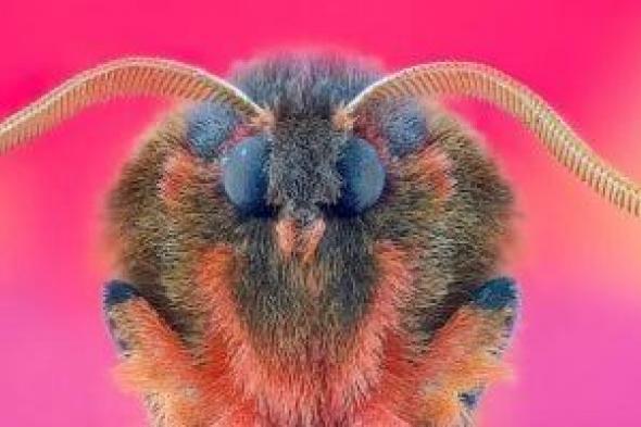 صور
بديعة
ولقطات
ساحرة..
أعمال
الفائزين
فى
مسابقة
عام
2025
لجمعية
المصورين