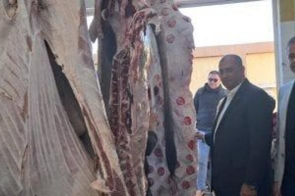 مديرية
الطب
البيطرى
تتسلم
مجزر
بلطيم
بعد
تطويره..
صور