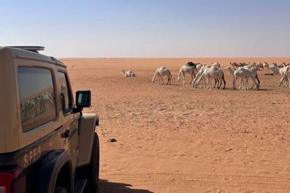 ضبط
    مواطن
    لارتكابه
    مخالفة
    رعي
    بمحمية
    الإمام
    عبدالعزيز
    بن
    محمد
    الملكية