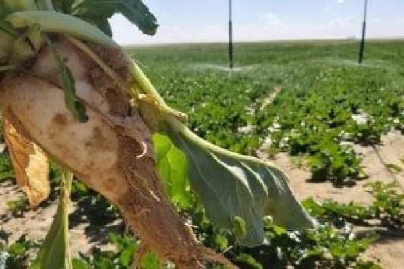 من
العجز
إلى
التصدير..
كيف
أعاد
"مستقبل
مصر"
رسم
خريطة
السكر
فى
السوق؟