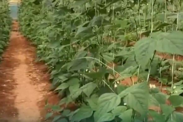 الإرشاد
    الزراعي
    تنبه
    بمراعاة
    فترة
    «تحريم
    المبيد»
    قبل
    تسويق
    الثمار
     