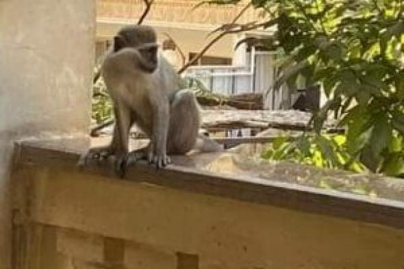 واقعة
طريفة
في
الجيزة..
قرد
يُفزع
سيدة
بالهرم
بعد
هروبه
من
مالكه