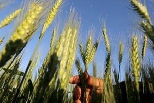 بالورقة
والقلم..
كيف
وفرت
الدولة
ملايين
الدولارات
في
فاتورة
استيراد
القمح؟