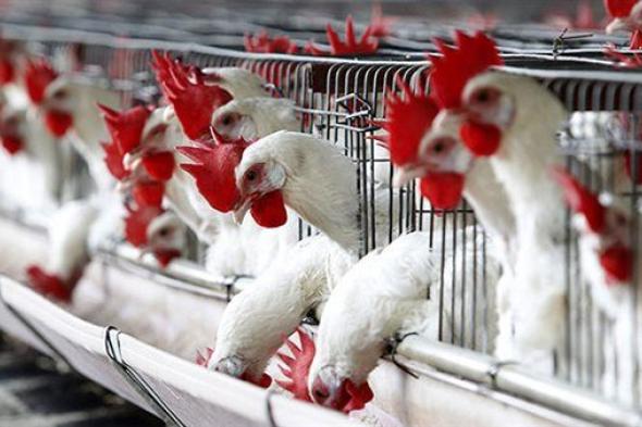 40
      تاجراً
      فقط
      يتحكمون
      في
      السوق
      والسعر
      العادل
      حاليا
      95
      جنيهًا