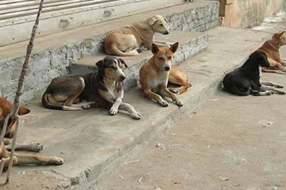 بالتفاصيل..
هكذا
سيتم
التعامل
مع
الكلاب
الضالة
بالعاصمة