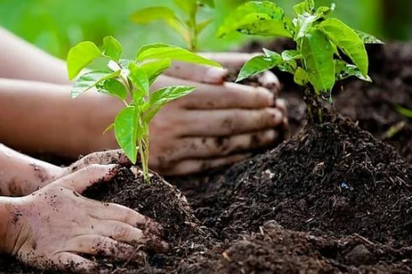 مسؤول:
    مشروع
    زراعة
    أكثر
    من
    مليوني
    شجرة
    في
    جازان
    يسهم
    في
    إعادة
    تأهيل
    الغطاء
    النباتي