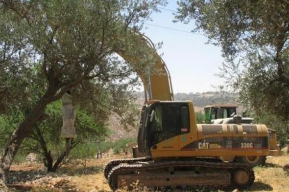 إسرائيل
تقتلع
777
شجرة
في
الضفة
خلال
أسبوع