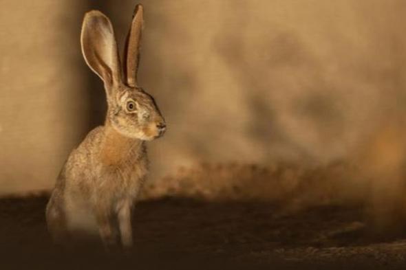 إعادة
    توطين
    الأرنب
    العربي
    بمحمية
    الأمير
    محمد
    بن
    سلمان
    الملكية