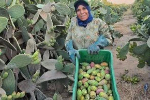 رحلة كفاح "أم إسلام" في مزارع الشرقية.. 20 سنة وسط التين الشوكي (فيديو)